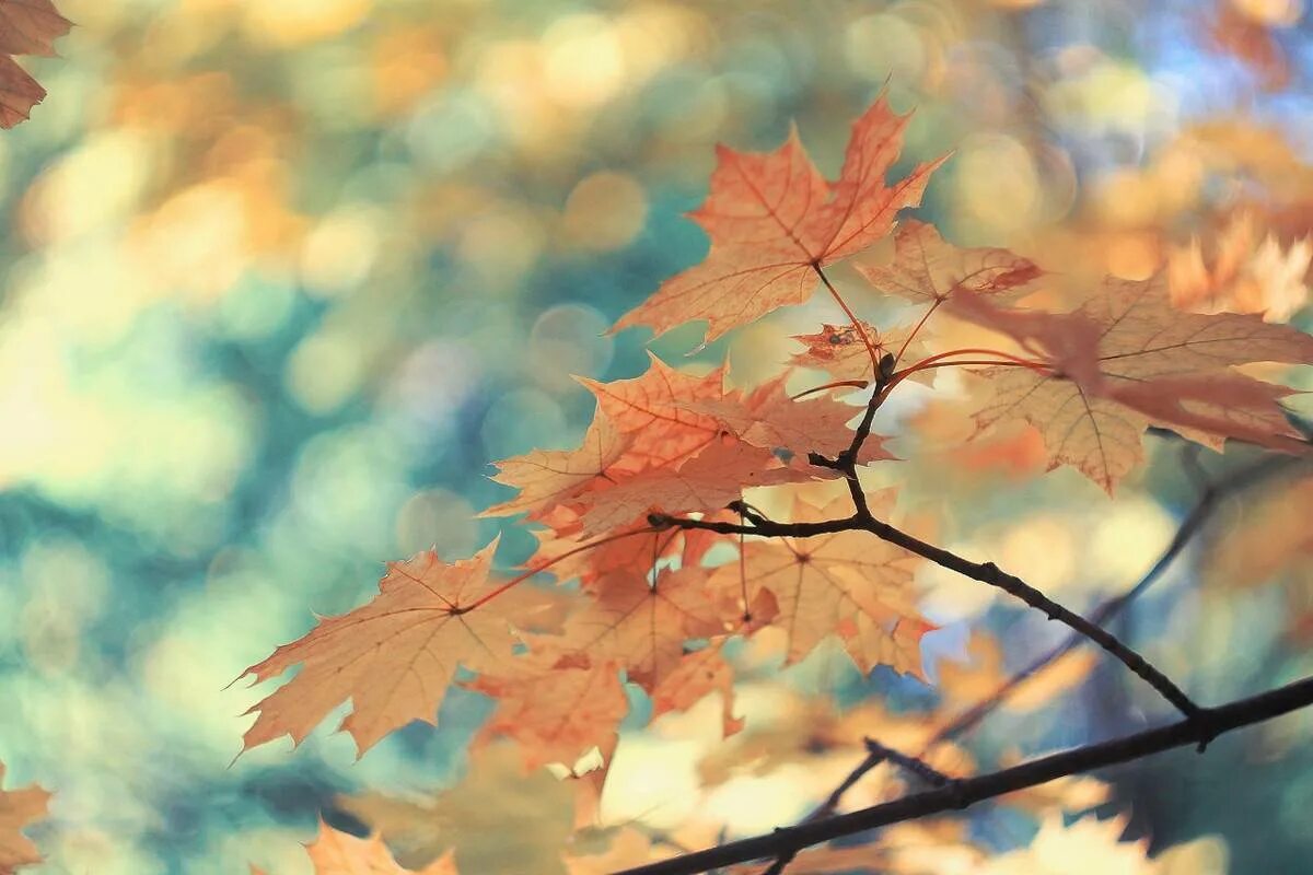 макросъемка природа. нежность природы осень. осенние цветы в лесу. осенняя листва фон. осенний фон.