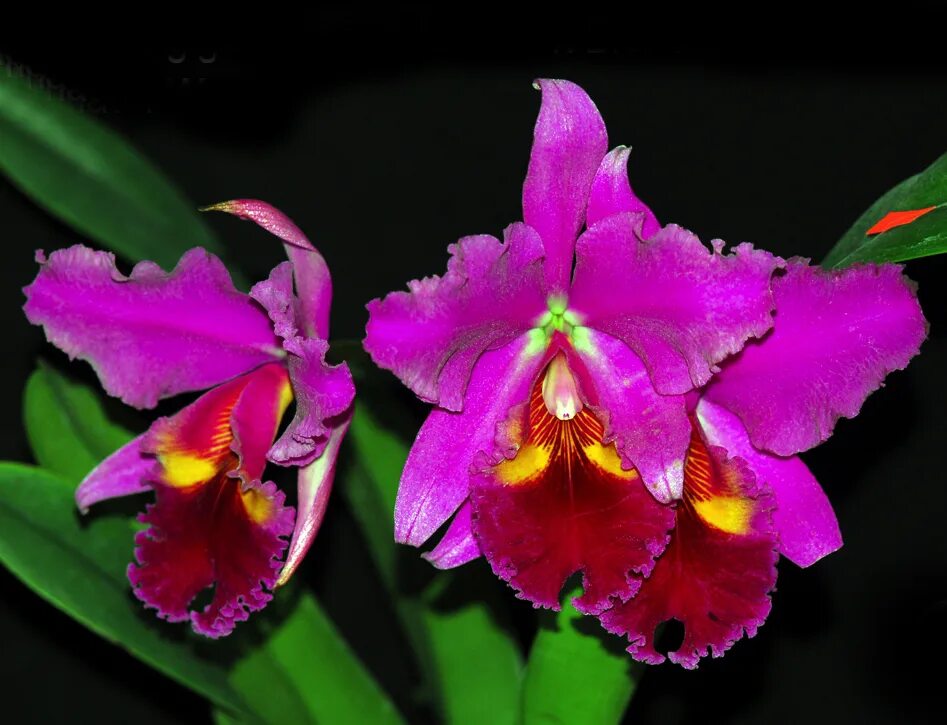 Blc m c