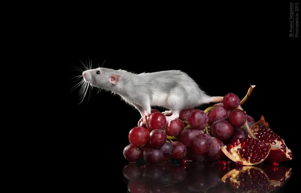 Мыши виноград. Крыса на заставку. Скринсейвер крыса. Красивые крысы. Крыса на столе.