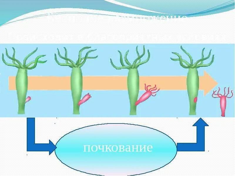 Регенерация хорошо развитая у кишечнополостных происходит. Бесполое размножение пресноводной гидры. бесполое размножение гидры. бесполое размножение гидры кишечнополостных. почкование гидры это бесполое размножение.