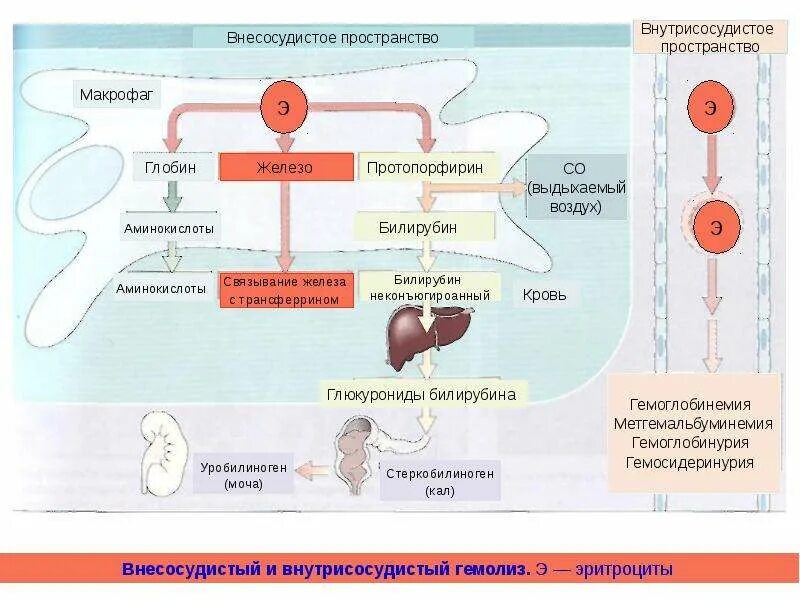 Механизм гемолиза эритроцитов схема. Гемолиз эритроцитов схема. Механизмы внутрисосудистого гемолиза эритроцитов. Разрушение эритроцитов схема.