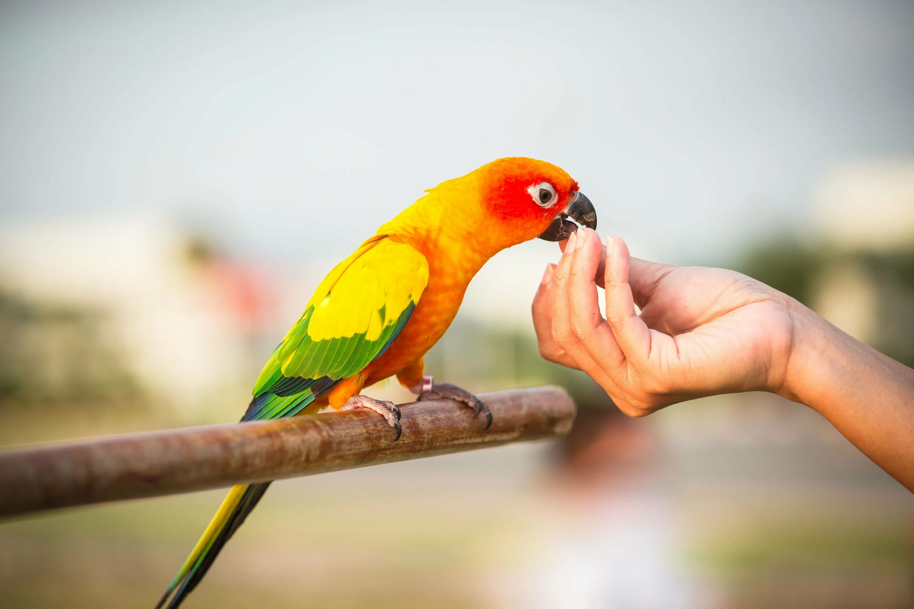 Kind birds. Домашние животные попугай. Попугай домашний. Экзотические попугаи. Красивые домашние попугаи.