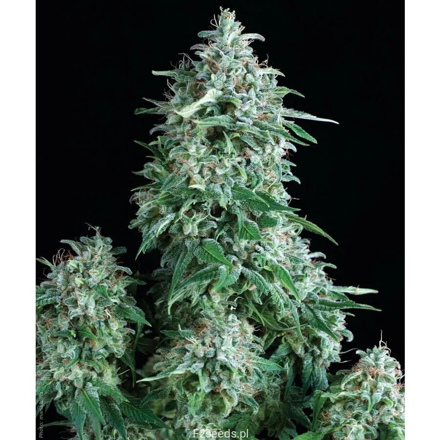Самый известный сорт. Сорт каннабиса анубис. tutankhamon сорт. tutankhamon pyramid seeds. tutankhamon конопля.