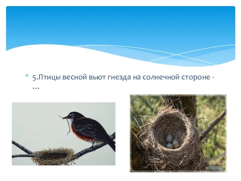 Птичка гнезда не вьет праздник 2024. Птицы вьют гнезда весной. Птицы вьют гнезда на солнечной стороне. Вить гнездо. Птицы весной перелетные вьет гнездо.