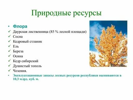 Береза систематика вид