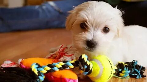 Pet toy