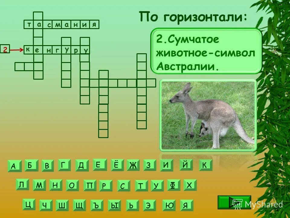 белогрудый филандер. кенгуру валлаби. сумчатые кенгуру. сумчатое животное кроссворд. сумчатые крысы в америке.