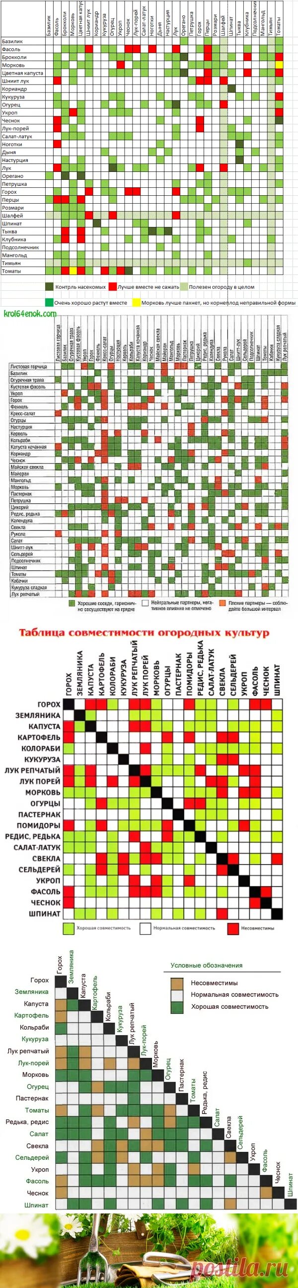 Соседство растений на грядках таблица совместимости. Совместимость овощей на огороде. Совместимость растений на грядке. Таблица совместимости овощей на грядке.