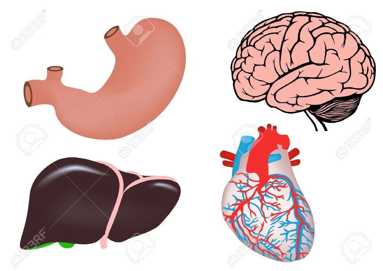 Желудок головной мозг печень. Органы человека по отдельности.