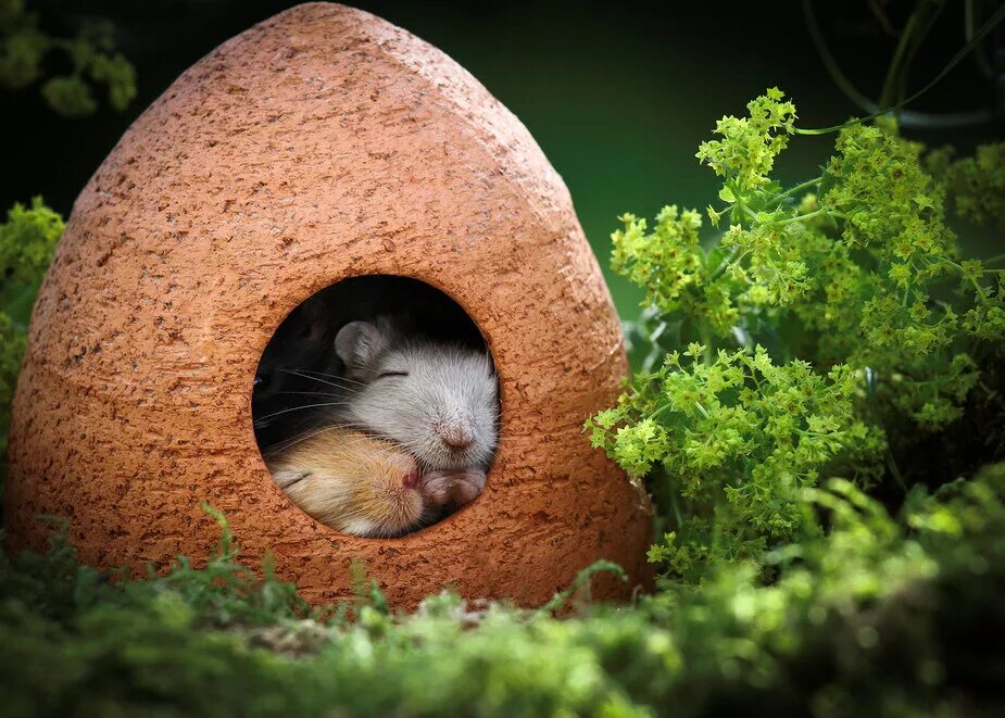 нора мыши. нора мыши полевки. нора мыши полевки. мышь в норке. мышиная норка.