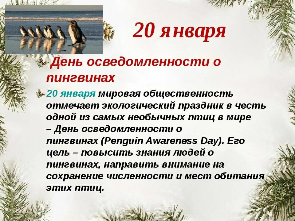 В природе есть удивительные праздники основная мысль. День осведомленности о пингвинах. 20 Января Всемирный день осведомленности о пингвинах. Международный день пингвинов 20 января. День пингвина презентация.