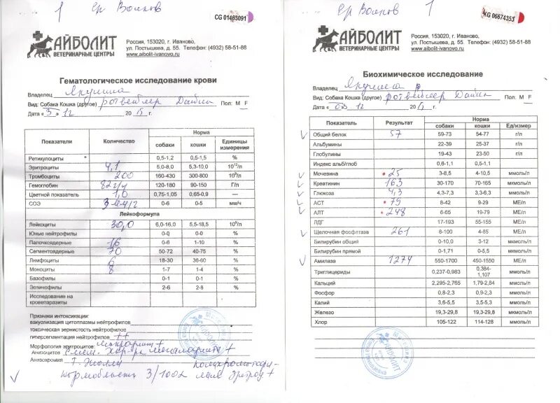 Можно получить результат анализа крови. Анализы в Диамеде. Диамед общий анализ крови. Диамед общий анализ крови стоимость. Расценки на платное исследование крови.