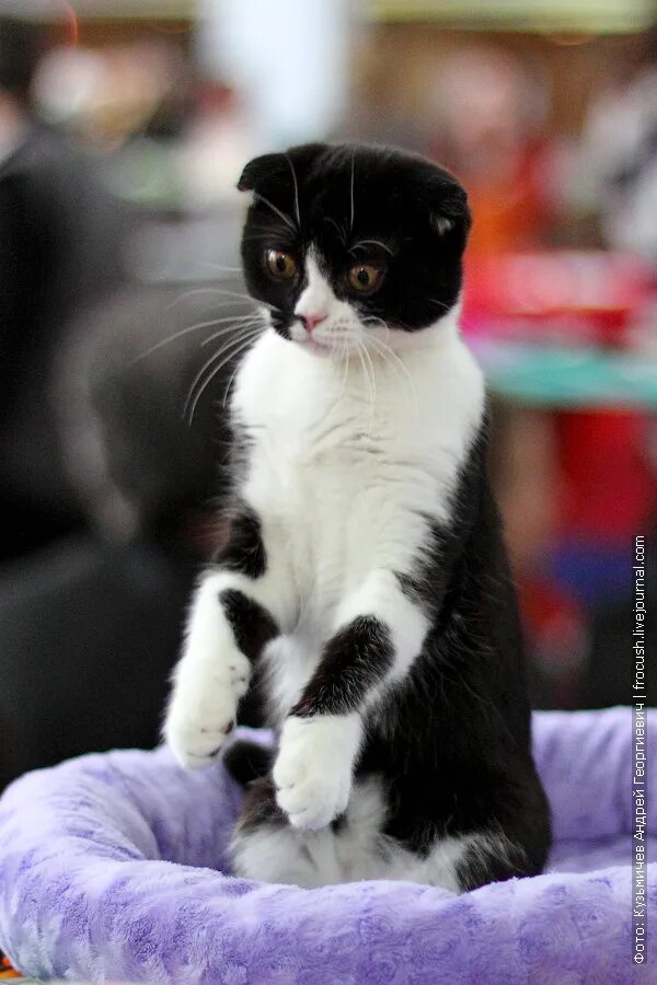 Вислоухий черно белый кот. Шотландская вислоухая билокор. Вислоухий черно белый кот. Шотландская кошка черный биколор. Шотландская вислоухая кошка черная с белым.