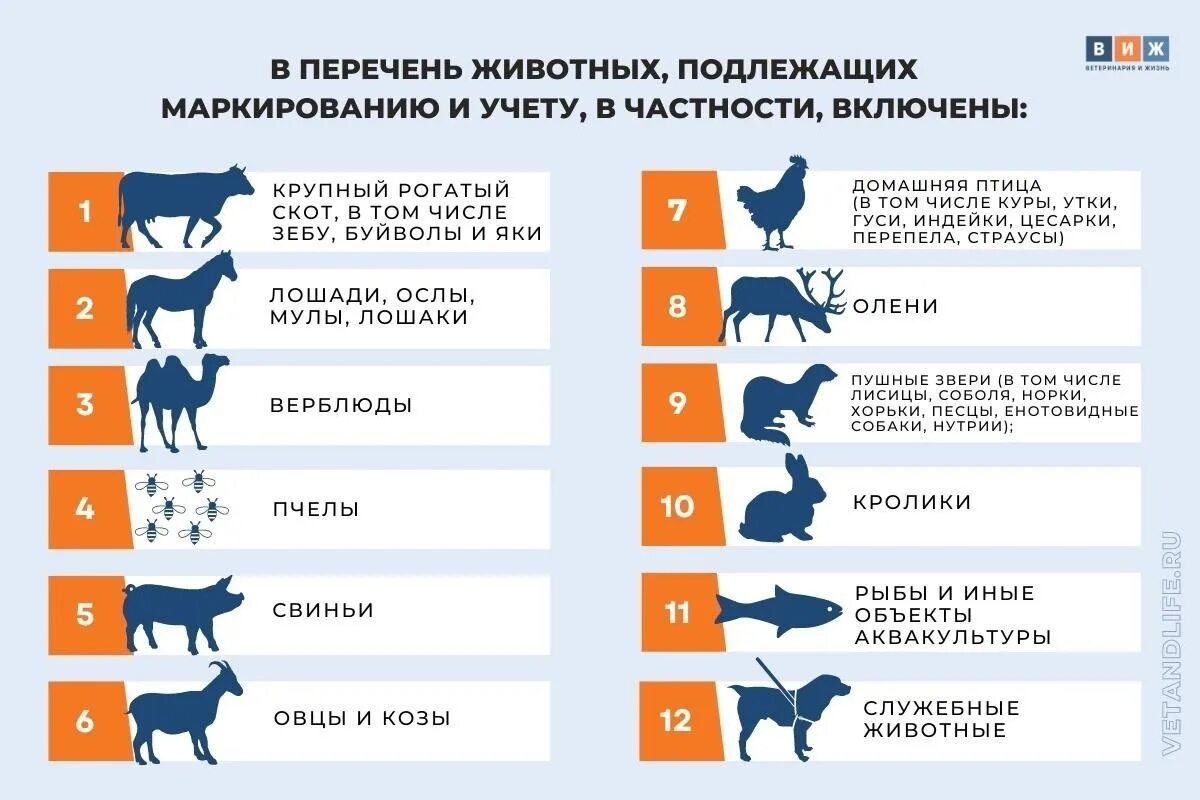 Маркированные животные