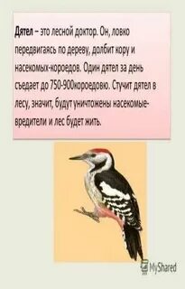 Дятла называют лесным доктором потому что