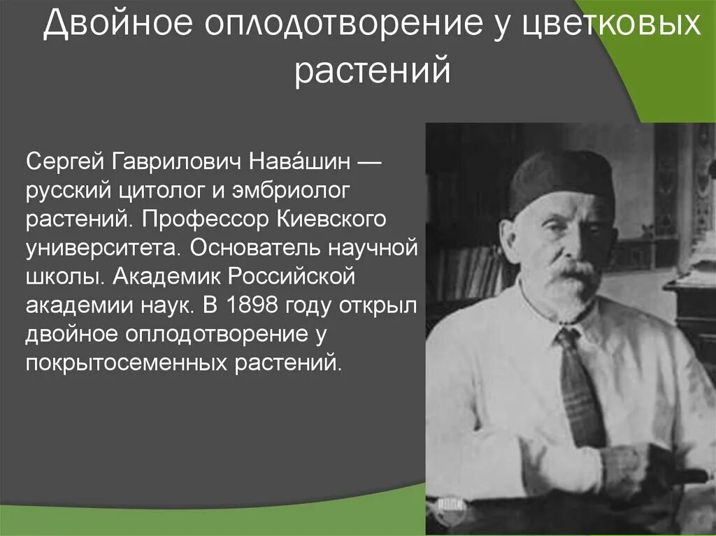 Двойное оплодотворение у растений открыл. Навашин открыл двойное оплодотворение.