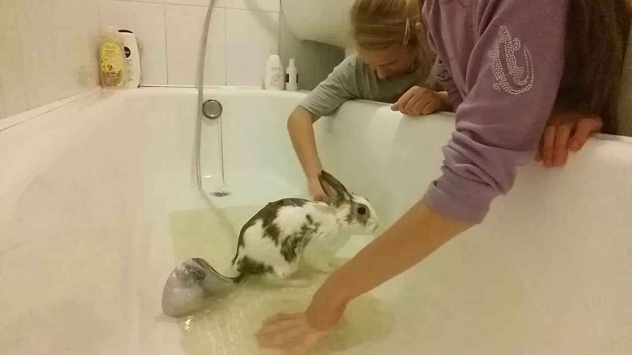 Можно ли мыть кролика декоративного. Кролик в раковине купается. Купание кролика декоративного.
