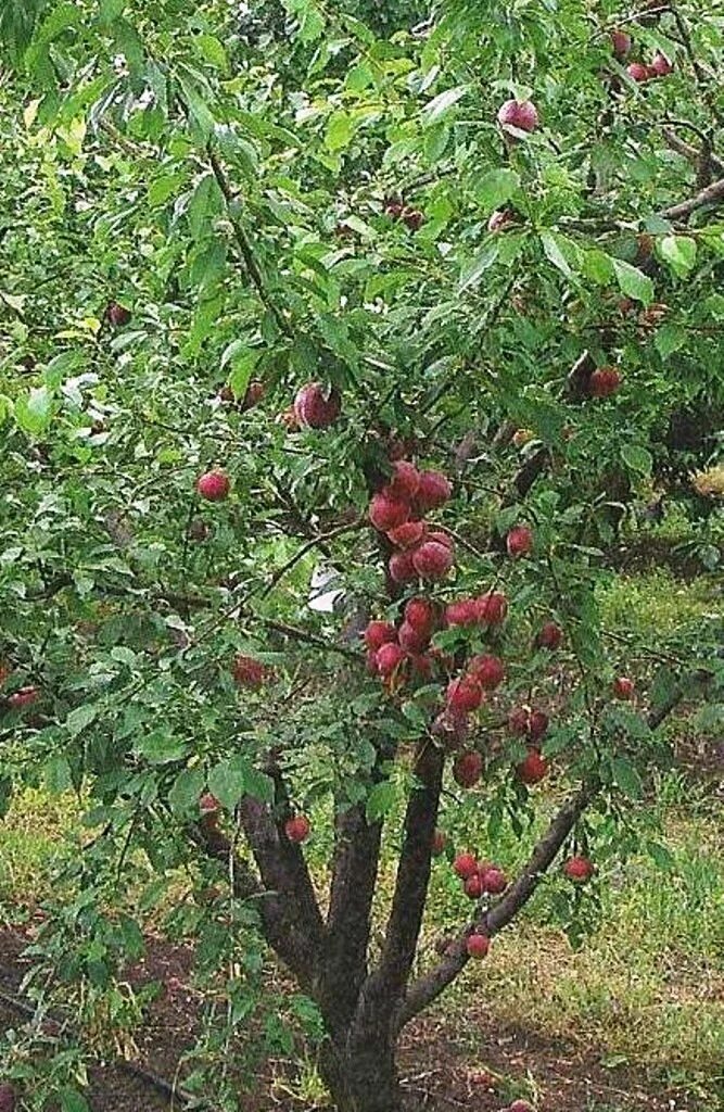 Шарафуга Вельвет санрайз (2х летняя) 1384498975 купить за 1044 ₽