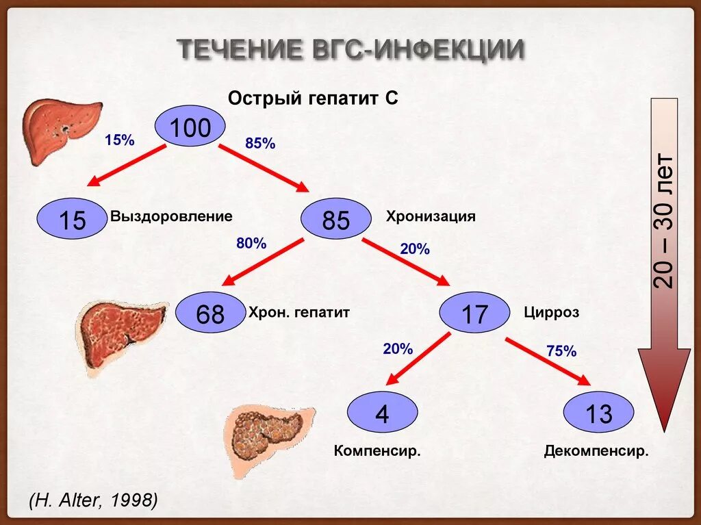 Сколько живете с гепатитом в. Стадии вирусного гепатита. Этапы развития гепатита. Течение вирусного гепатита в. Фазы течения вирусного гепатита с.