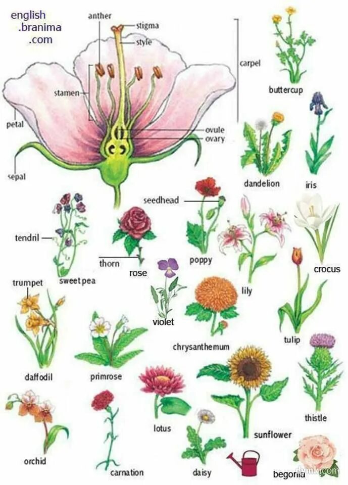Цветы названия. Названия цветы по английски. Цветы названия по английскому. Названия растений на английском языке.