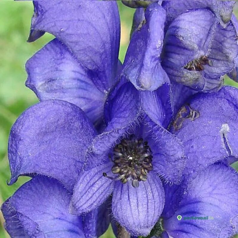 замок алнвик ядовитый сад. наперстянка реснитчатая. ядовитый цветок герцогского дома. ядовитый цветок герцогского дома. аконит клобучковый.