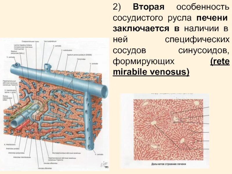 Сосудистые пучки это. Кровоснабжение печеночной дольки. Строение синусоидов печени. Сосудистое русло печени. Особенности строения печеночных синусоидов.