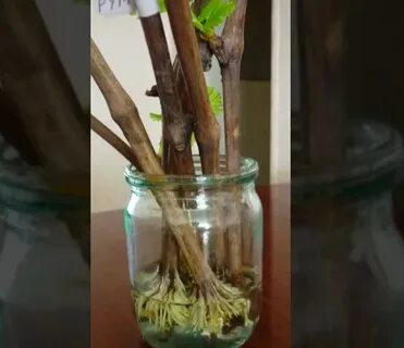 Дом черенка