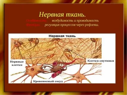 Клетки спутницы в ткани