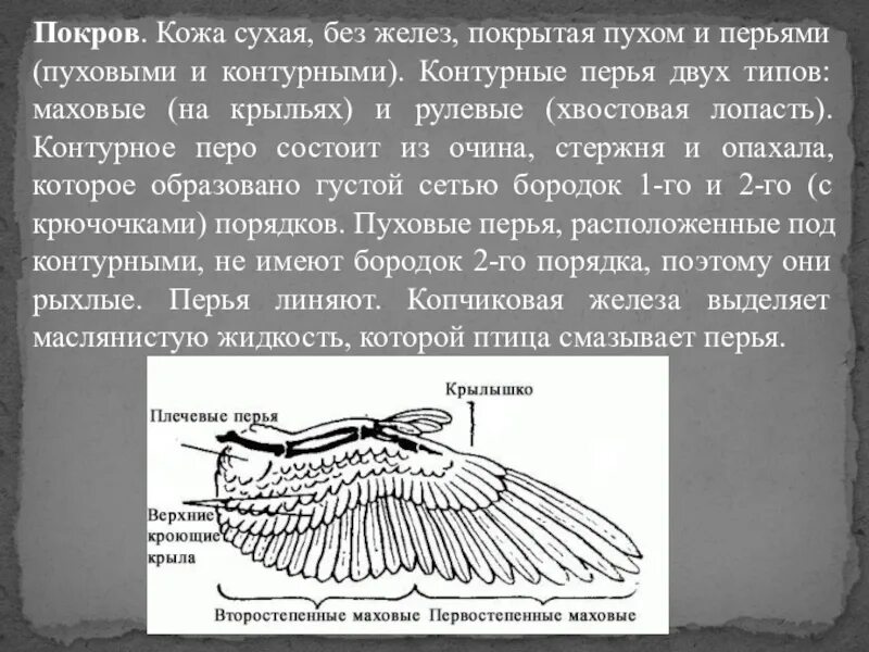 Кожа у птиц тонкая. Первостепенные маховые перья прикрепляются к. Контурное покровное перо. Контурное маховое и контурное покровное перо. Маховые и рулевые Крылья.