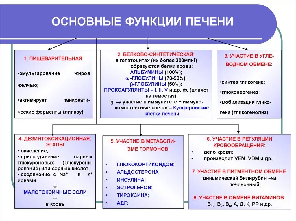 Какие функции у печени