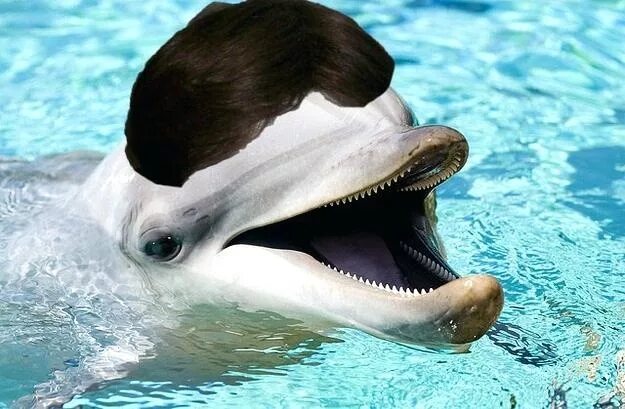 Волосяной Покров у дельфинов. Волосы у дельфинов. Дельфины с усами. Усы у дельфинов.