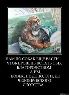 Нам до собак еще расти чтоб вровень