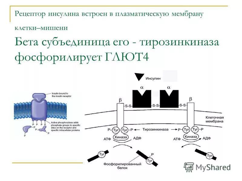 Наибольшее количество инсулиновых мембран рецепторов содержат клетки. Наибольшее количество инсулиновых мембран рецепторов содержат клетки. Рецептор инсулина биологическая роль. Схема рецептора инсулина. Ген инсулинового рецептора.