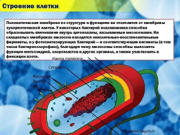 Впячивания мембраны бактериальной клетки. Строение бактерии плазмалемма. Плазмолеммы бактерий строение. Мезосомы мембрана бактерий. Бактерия строение функции