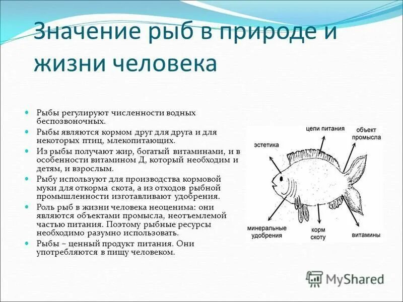 Значение рыб. Значение рыб в жизни человека. Значение рыб в природе и для человека. Экологическое значение рыб.