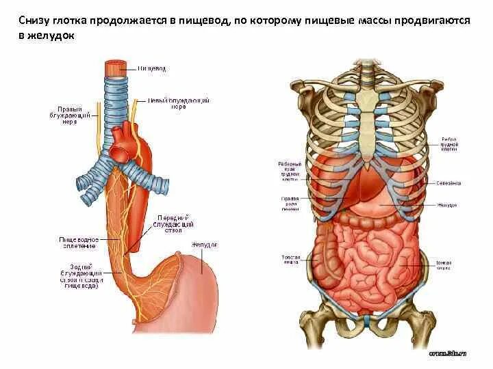 Органы пищевод человека