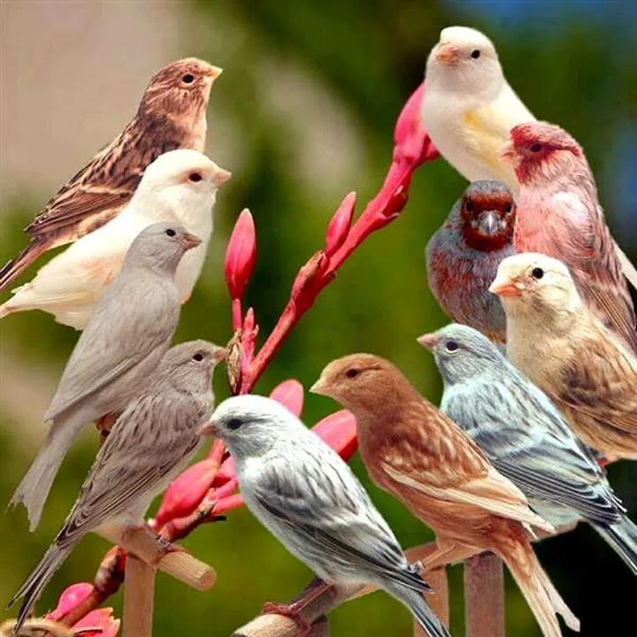 Как поют много птиц. Птичка кенар. Разноцветные птицы. Стая разноцветных птиц. Канарейки разноцветные.