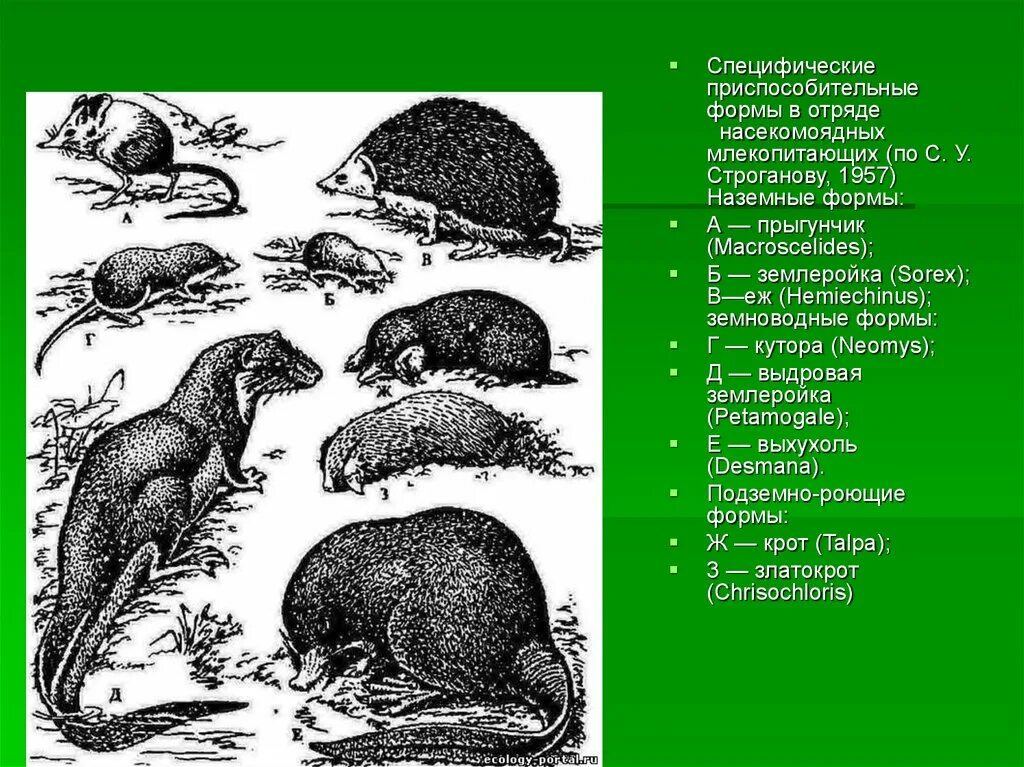 Отряд Насекомоядные подотряды. Наземные формы млекопитающих. Жизненные формы млекопитающих. Насекомоядные млекопитающие.