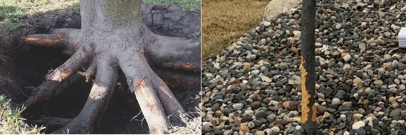 Обгрызли яблони что делать. Обглодали кору дерева. Грызуны повредили корни деревьев. Поврежденный корень дерева.