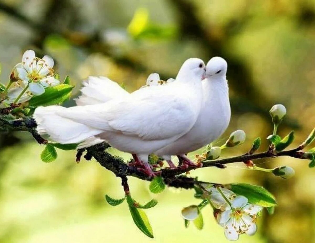 Природа птицы. Весенние птички. Белый голубь.