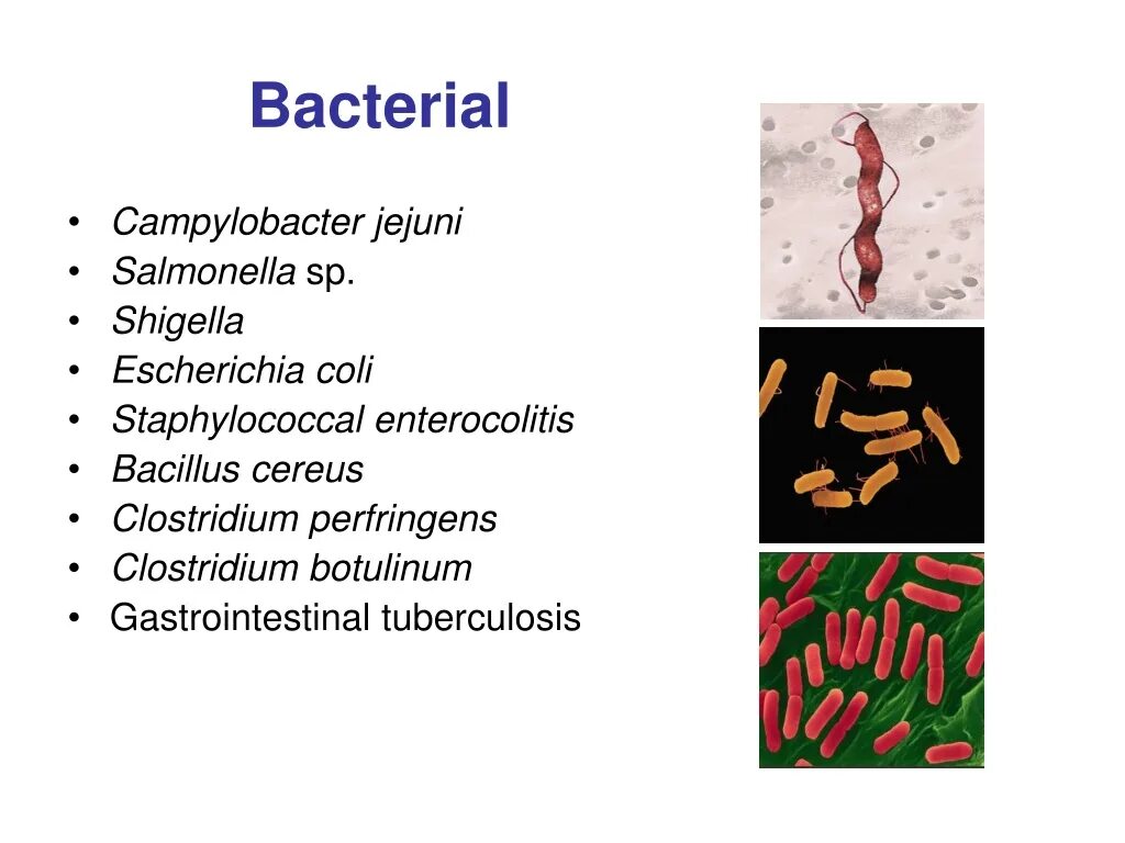 Эшерихий перфрингенс. Что такое Shigella и Salmonella. Кампилобактер еюни. Escherichia coli что это у мужчин