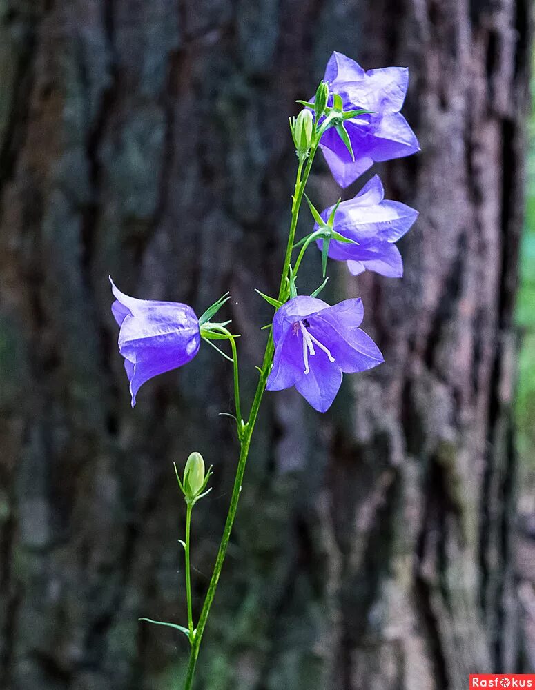 растения которые занесены в красную книгу россии 2 класс. колокольчик персиколистный лесной. описание колокольчика. колокольчик персиколистный стебель. где растут колокольчики.