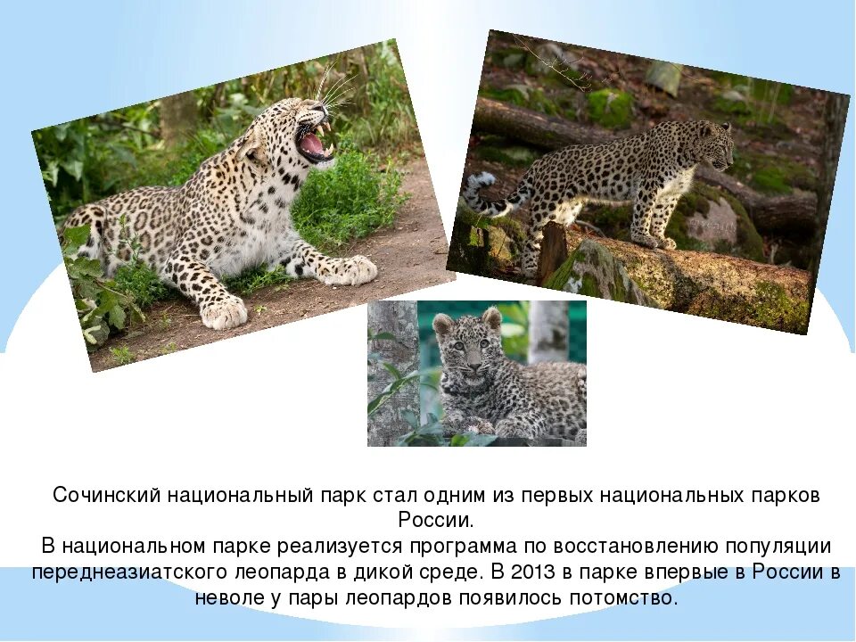 Парк сочинский сообщение 4 класс. Национальные парки россии сочинский национальный парк. национальный парк сочинский 4 класс окружающий мир. информация о сочинском парке. сочинский национальный парк презентация.