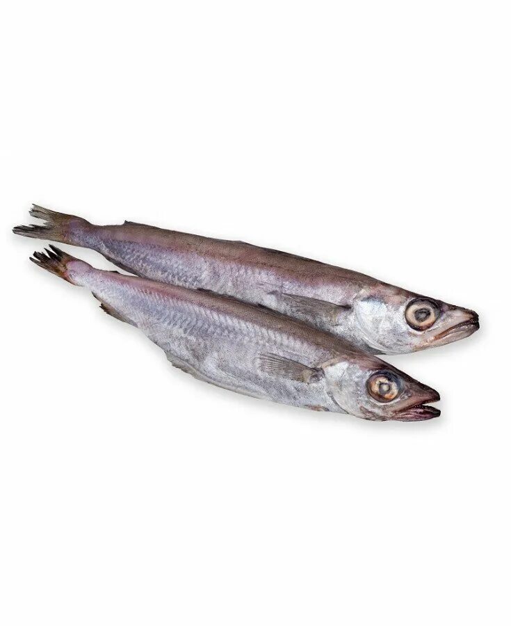 Северная путассу. Путассу. Северная путассу. Как выглядит рыба путассу. Рыба путассу свежемороженая.