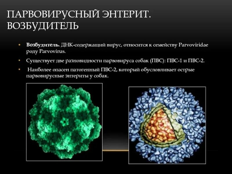 Парвовирус у детей лечение. Парвовирусный (геморрагический) энтерит. Парвовирусный энтерит вирус. Парвовирус собак возбудитель. Симптомы парвовирусного энтерита.