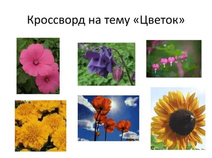 Цветок сканворд 7