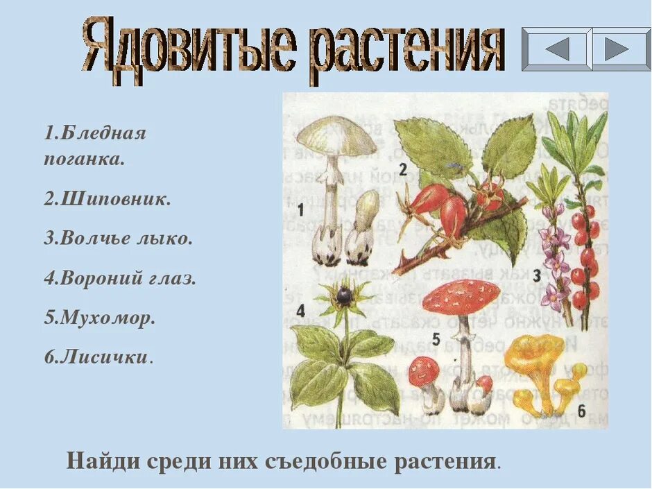 Лесные опасности 2 класс ядовитые грибы. Ядовитые растения. Ядовитые растения и грибы рисунок. Ядовитые растения грибы и растения. Проект опасные грибы 2 класс окружающий мир