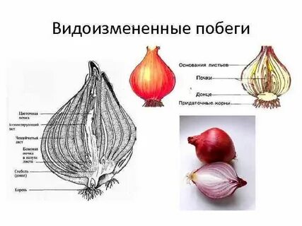 Образует видоизмененный побег генеративные органы