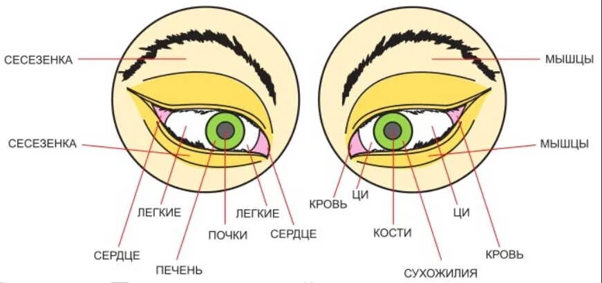 Диагностика болезней по глазам. Болезни по глазам определить. Печень и зрение взаимосвязь.