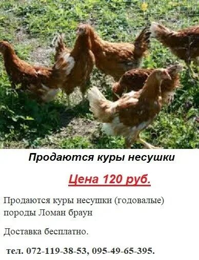 Объявления куплю кур несушек в. Продаются куры. Продаются несушки куры годовалые. Продаются куры несушки. Дешевая курица.